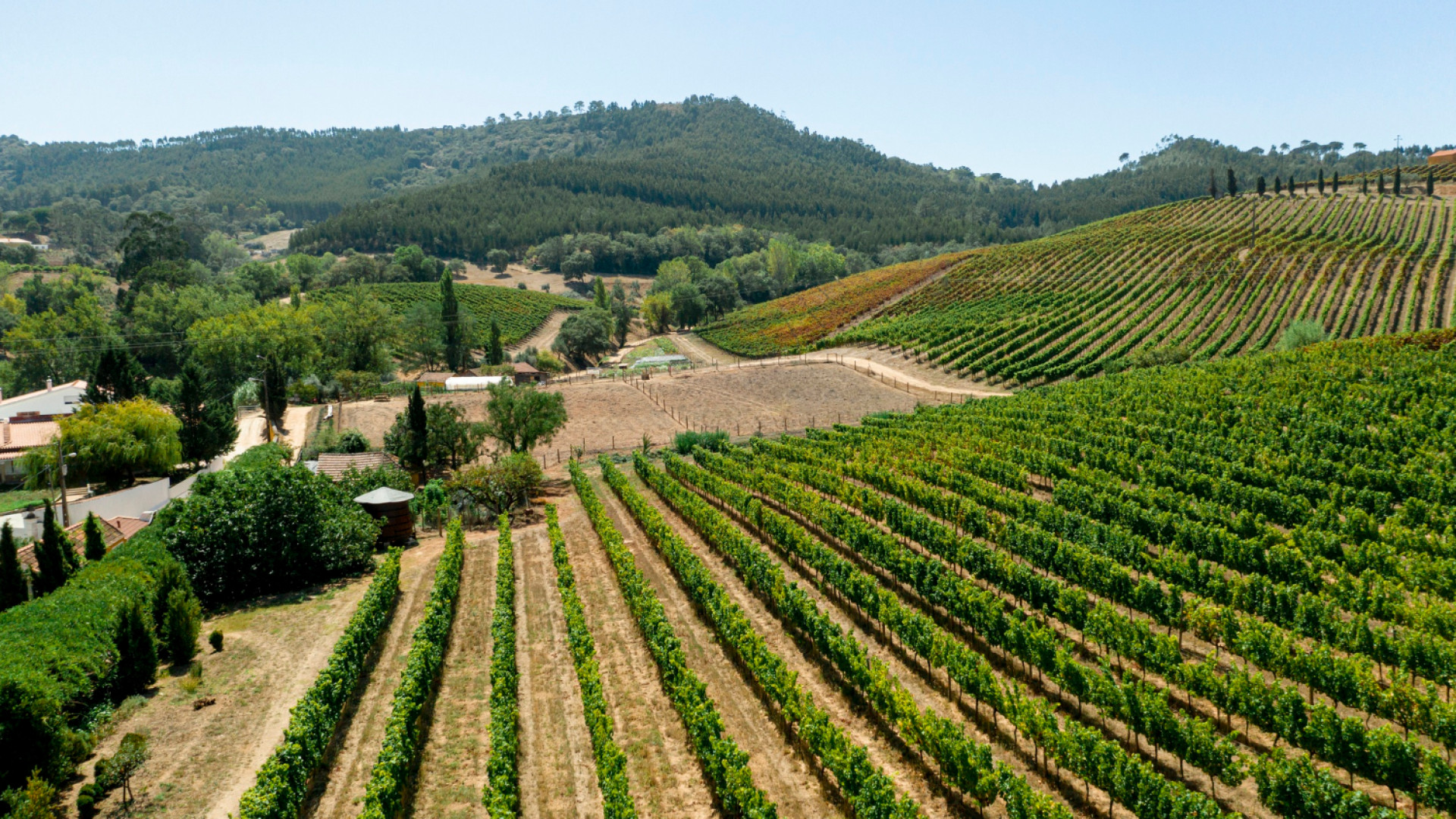 Tourisme vinicole dans le Var : de Grimaud à Port-Grimaud tourisme vinicole dans le var